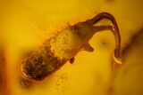 Detailed Fossil Ant and Springtail in Baltic Amber #128349-2